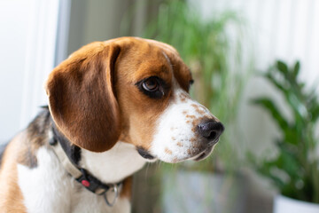 Close up on a beagle dog in an appartement interior 