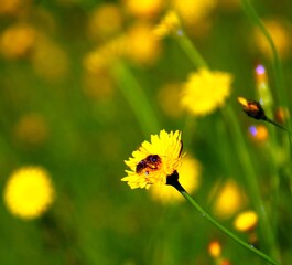 habichtskraut biene auf einer blüte