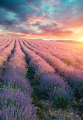 Obraz na płótnie Canvas Lavender field summer sunset landscape with single tree near Valensole.Provence,France