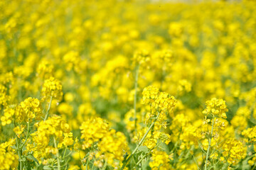 Obraz premium Canola Flower Field
