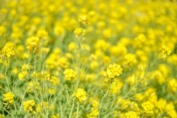 Obraz premium Canola Flower Field