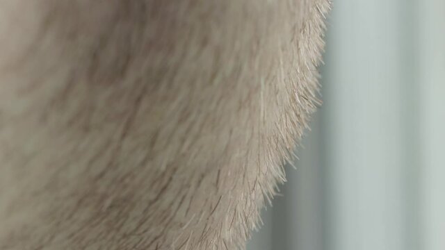 The texture of the red stubble on the beard of a young man, macro. Fine hairs, dermatology