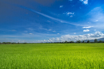 Beautiful green rice fields with blue sky clouds and beautiful landscapes can be brought to the background.