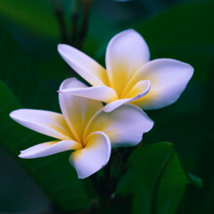 Macro photo of white frangipani flowers in tropical Thailand.