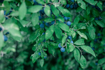 Branch with the blue berries of blackthorn. Prunus spinosa.