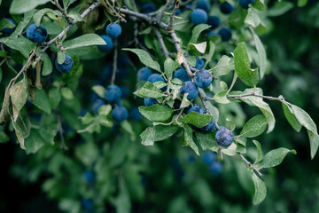 branch with the blue fruits of blackthorn. Prunus spinosa. - obrazy, fototapety, plakaty
