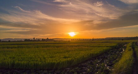 Fototapeta na wymiar Beautiful sunset over summer fields