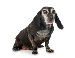 Dachshund in studio
