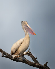 Pelican on a branch