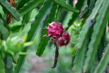 Dragon Red fruit or Hylocereus on plant, Fresh dragon fruit growing in the garden at Thailand. is the fruit of several cactus species indigenous to the Americas.