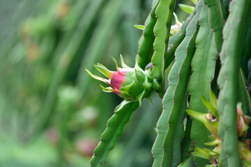 Raw Dragon fruit or Hylocereus on plant, Fresh dragon fruit growing in the garden at Thailand. is the fruit of several cactus species indigenous to the Americas.