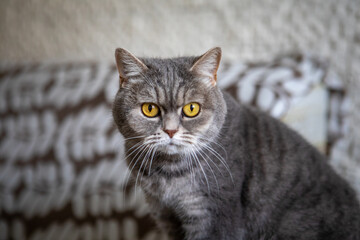 grey british domestic cat with yellow eyes