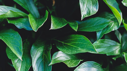 Green peony flower leaves close up abstract background.