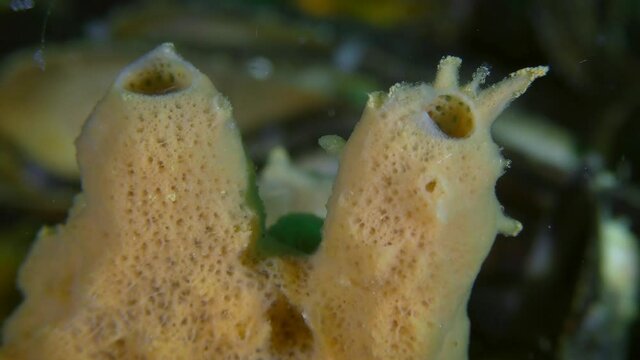 Orange Horny sponge (Haliclona sp.) on the mussel shells, closeup.