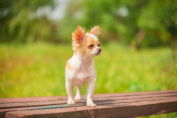 Dog for a walk in spring or summer. Cute purebred chihuahua. White chihuahua furry portrait.