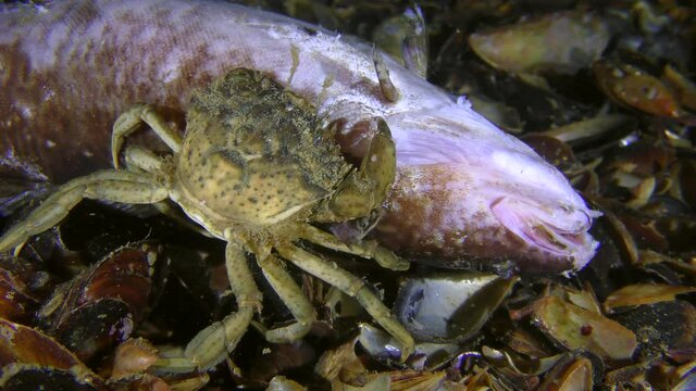 Green crab or Shore crab (Carcinus maenas) eats dead fish, back view, close-up.