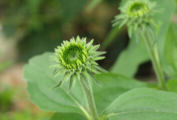 close-up of white echinacea bud with blurred green background