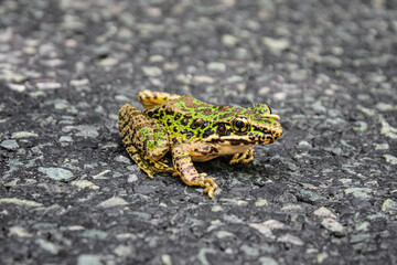 Close-up of a spotted green frog with yellow eyes on the asphalt