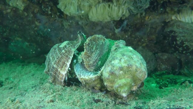 Invasive species: Mating Veined Rapa Whelk (Rapana venosa), medium shot.