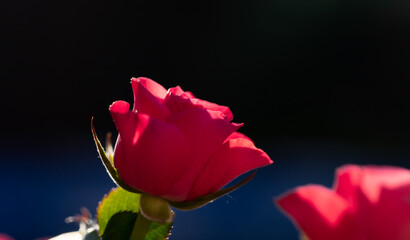 Róża wyizolowana z tła w kolorze czerwonym, blask słońca, zdjęcia z bliska, macro - obrazy, fototapety, plakaty