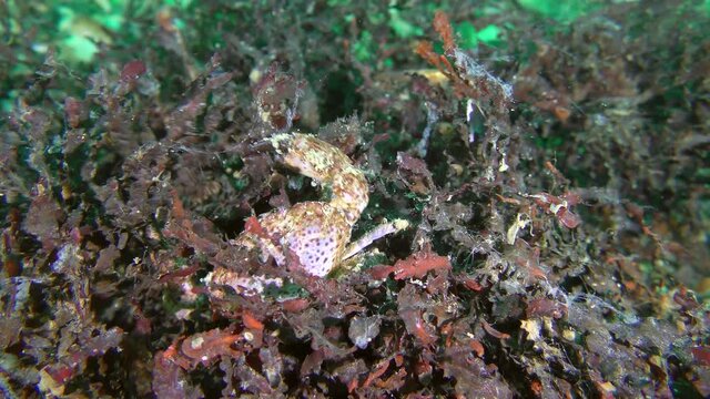 The biocenosis of the red algae phyllophora (Phyllophora crispa): Jaguar round crab (Xantho poressa) is looking for food among algae.