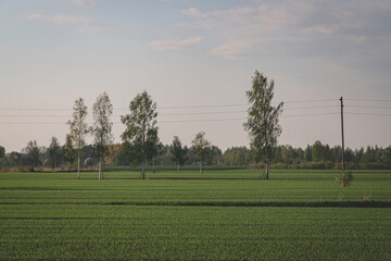 lines in the field, birches in meadow, spring landscape