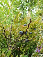Blueberry growing on a bush. Many bushes grow in the forest thicket.