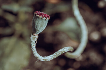 decorative poppy seed head in garden. snake shaped.