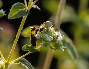 Pająk kwietnik upolował pszczołę © Magdalena