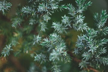 Evergreen juniper background. Photo of bush with green needles