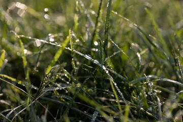 Rosa na trawie, łąka rano w promieniach słońca
