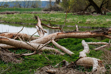 Baumschäden durch Biber am Flussufer, Waldnaab