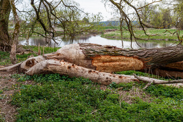 Baumschäden durch Biber am Flussufer, Waldnaab