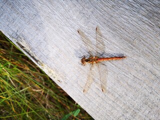 Closeup red dragonfly sitting on gray wood in Latvian national park