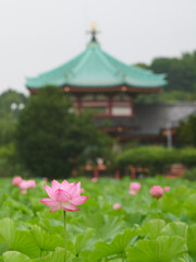 Lotus flowers in Shinobazu Pond
