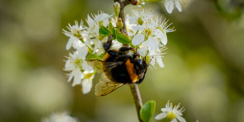 Pollen, abeille sur les fleurs