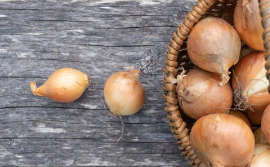 Two small onions and part of a wicker basket with large natural looking bulbs on a wooden bench.