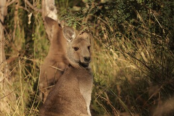 The eastern grey kangaroo (Macropus giganteus) is a marsupial found in the eastern third of Australia