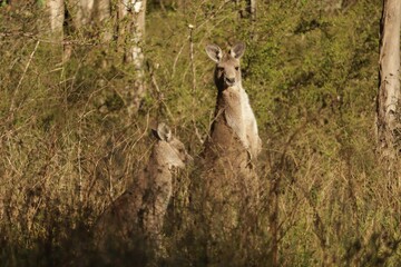 The eastern grey kangaroo (Macropus giganteus) is a marsupial found in the eastern third of Australia © Jason