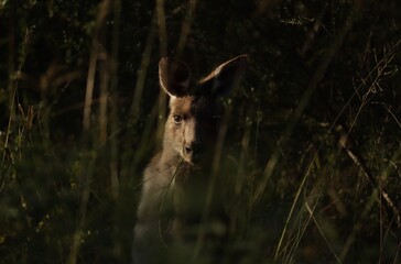 The eastern grey kangaroo (Macropus giganteus) is a marsupial found in the eastern third of...