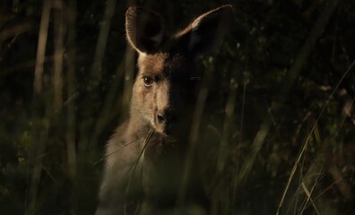 The eastern grey kangaroo (Macropus giganteus) is a marsupial found in the eastern third of Australia © Jason