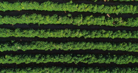 Aerial view of a coffee farm. Coffee plantation viewed from above. Big coffee farm. Coffee plants. Minas Gerais, Brazil.
