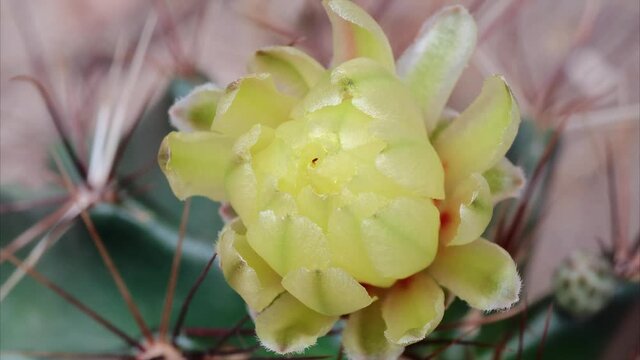 Time lapse footage of yellow cactus flower growing blossom from bud to flower, 4k movie, close up b roll shot, zoom out effect.