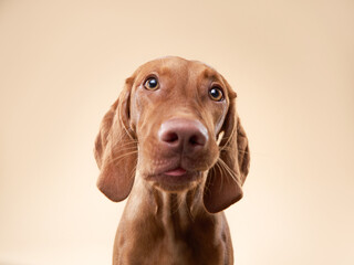 funny dog shows tongue. Hungarian vizsla on a beige background