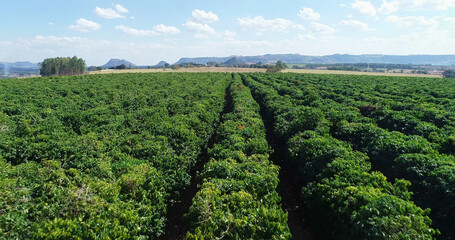 Fototapeta na wymiar Aerial view of a coffee farm. Coffee plantation. Coffee growing. 4K.