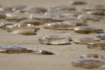 JELLYFISH - Invasion of marine creatures to the coast