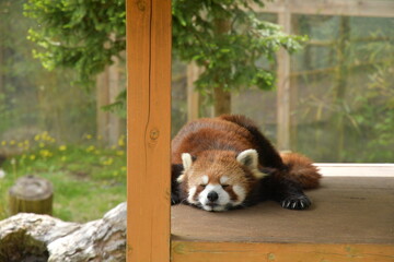 red panda eating bamboo