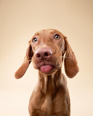 funny dog shows tongue. Hungarian vizsla on a beige background