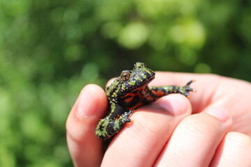 Asian fire-bellied toad in child's hand
