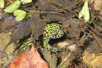 Asian fire bellied toad in a puddle